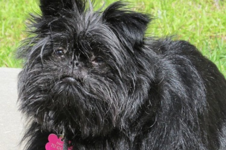 Affenpinscher